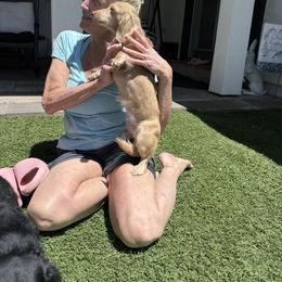 Ava - Cream female Dachshund puppy in Colorado Springs, Colorado, Colorado from Dollhouse Miniature Dachshunds
