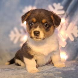 Bluey - Gray and white female American Corgi puppy in Gouverneur, New York from St. Lawrence Corgis