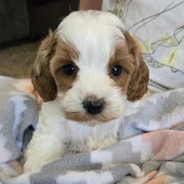 Bailey - Blenheim female Cavapoo puppy in Blackfoot, Idaho from Rocky Desert Goldens and Cavaliers