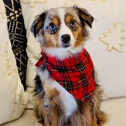 Miniature American Shepherds, Miniature Australian Shepherds, and Toy Australian Shepherds from Corner Oak Aussies