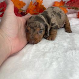 Cain - Dapple male Dachshund puppy in Norwood, Missouri from A&J Weenies