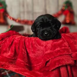 Hashbrown - Black male Labrador Retriever puppy in Louisville, Kentucky from Tsuki Labradors