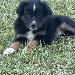 Miniature Australian Shepherd Puppies from Sweet N Sassy  Australian Shepherds