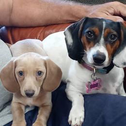 Dachshund Puppies from A&R Dachshund