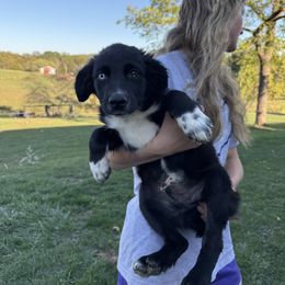 Fred - Black & white male Australian Shepherd puppy in Quaker City, Ohio from Wagon Wheel Aussies and Corgi’s