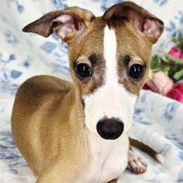 All The DoDa Day Sugar Daddy - White and red male Italian Greyhound puppy in Cadwell, Georgia from All The DoDa Day Italian Greyhounds