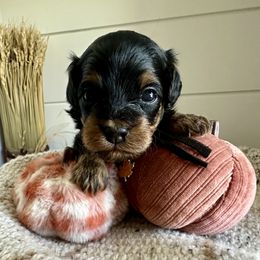 Onyx (black) - Black and tan male Cavapoo puppy in West Haven, Utah from Harper Haven Cavapoos & Doodles