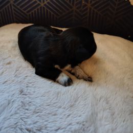 4 Johnny - Black male Shih Tzu puppy in Grand Prairie, Texas from R&R Shih-Tzus & Stud Services