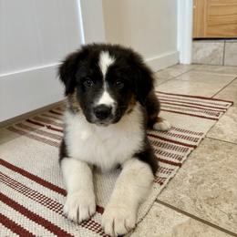 Griswold - Black tri-color male Australian Shepherd puppy in Preston, Idaho from KC Bar Ranch Aussies