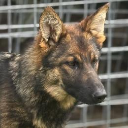 German Shepherds from Jay Debs