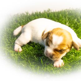 Russell Terrier Puppies from Diamond D Jacks