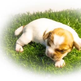 Russell Terrier Puppies from Diamond D Jacks