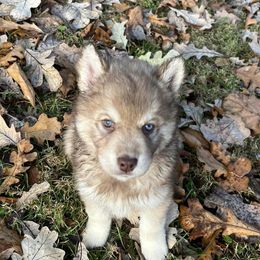 Siberian Huskies from Howling L’s