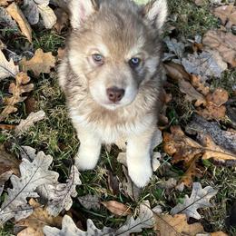 Siberian Huskies from Howling L’s