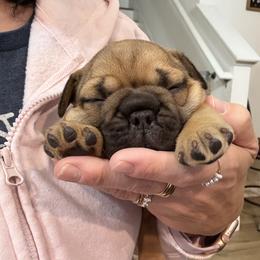 Hazel - Fawn female French Bulldog puppy in Wesley Chapel, Florida from TC’s French Bulldogs