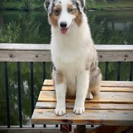 Australian Shepherd Puppies from Lk Michigan BIS Champion Aussies