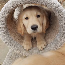 Golden Retriever Puppies from Goldens of Hamm Hollow