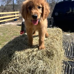 Golden Retriever Puppies from Clover Creek Goldens