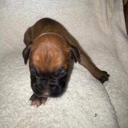 Pink - Fawn female Boxer puppy in Chatham, Virginia from Anthony Deak