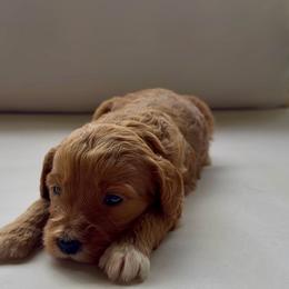 Girl 1 - Red  female Goldendoodle puppy in Meridian, Mississippi from Magnolia Poodles and Doodles