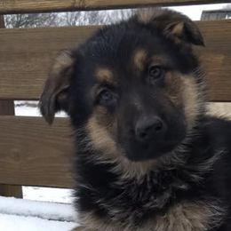 German Shepherds and West Highland White Terriers from Country Grove Breeding LLC