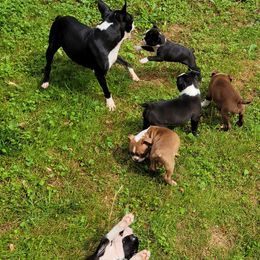 Boston Terrier Puppies from The Christian Bostons