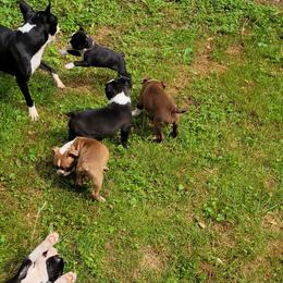 Boston Terrier Puppies from The Christian Bostons