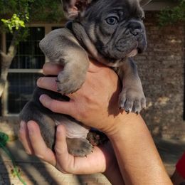 French Bulldog Puppies from Star City Frenchies