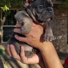 French Bulldog Puppies from Star City Frenchies