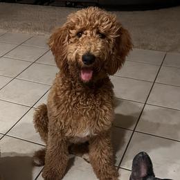 Nezuko - Goldendoodle