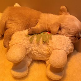 "Sleeping baby under heat lamp! 💓💓💓" Chihuahua Puppies from Bijou Chihuahua’s