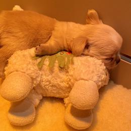 "Sleeping baby under heat lamp! 💓💓💓" Chihuahua Puppies from Bijou Chihuahua’s