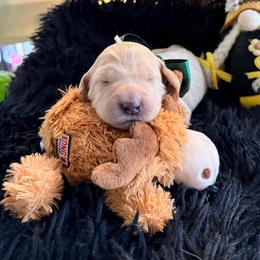 Princess Tiana - Cream female Goldendoodle puppy in Puyallup, Washington from Dawnie’s Doodles