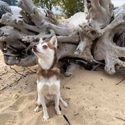Alaskan Klee Kai All Grown Up from Excelsior Klee Kai