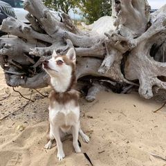 Alaskan Klee Kai All Grown Up from Excelsior Klee Kai