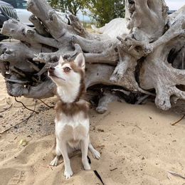 Alaskan Klee Kai All Grown Up from Excelsior Klee Kai