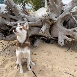 Alaskan Klee Kai All Grown Up from Excelsior Klee Kai