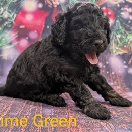 Mr Lime Green - Black male Labradoodle puppy in Lebanon, Pennsylvania from Robertson's Retrievers and Doodles