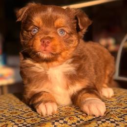 Zinnia - Red tri female Miniature Australian Shepherd puppy in Buchanan, Georgia from Stanleyville Farm Mini Aussies