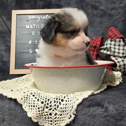 1 Orange collar female - Black and tan female Pembroke Welsh Corgi puppy in Harrisburg, Illinois from Parish Corgis