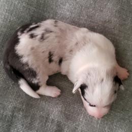 Merle Female 1 - Blue merle and white female Cardigan Welsh Corgi puppy in Myton, Utah from Cardigan Corgi Cuties 💓