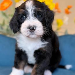 Grace - Tri-color female Bernedoodle puppy in Yuciapa, California from AlltheDoodlez_