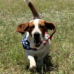 Roper - Basset Hound