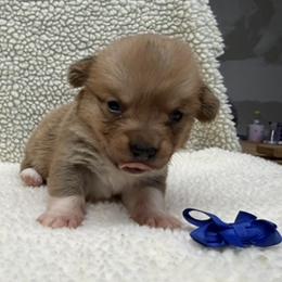 Girl - Blue Bow - Sable female Pembroke Welsh Corgi puppy in Boonville, Indiana from M&J Country Kennels