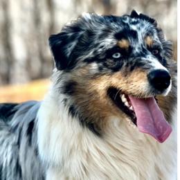 Aussiedoodle puppies from Tates Creek Kennels
