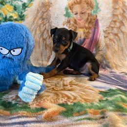Magnolia - Black and tan female Miniature Pinscher puppy in Lancaster, Missouri from White Stone Ranch