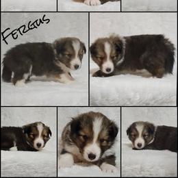 Shetland Sheepdog Puppies from Henotic Homestead's Shetland Sheepdogs