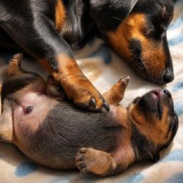 Potato - Red male Dachshund puppy in Tucson, Arizona from Luna May's daschunds