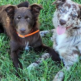 Australian Shepherds from Marvelled Aussies