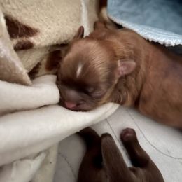 Shih Tzu Puppies from Cutshall Babies